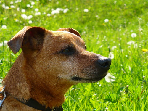 Gufi