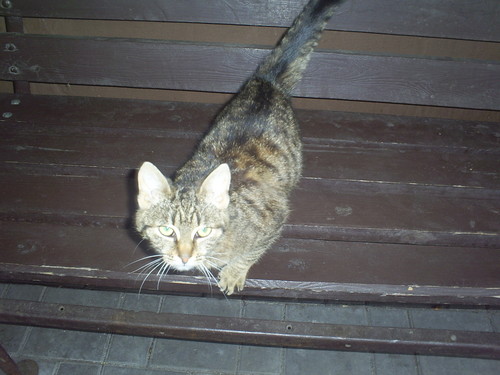 Szaru :*