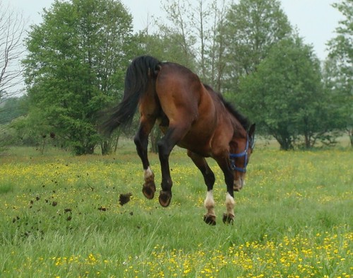 Rhythm of Zenith :)