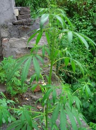 Marijuana