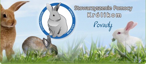 kroliczki