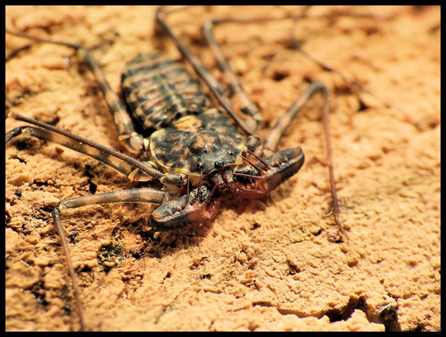 Damon variegatus