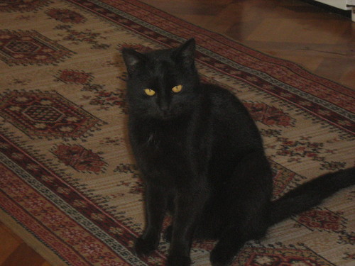 czarek