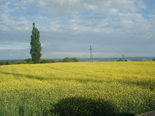 Pole rzepaku