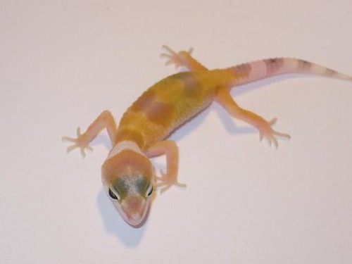 Super White i Yellow
