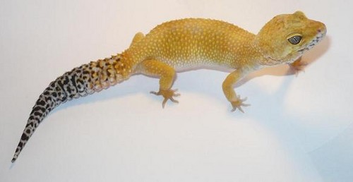Super hypo tangerine carrot tail