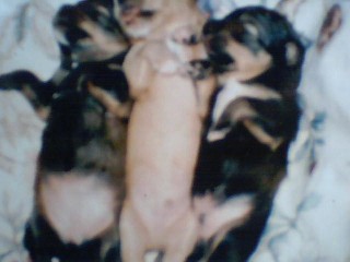 Lusia, Dudu, Maxiu