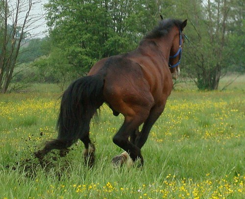 Rhythm of Zenith :)