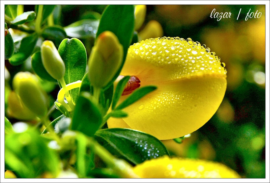 Tysic spojrze rosy...