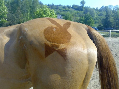 Playgirl :D