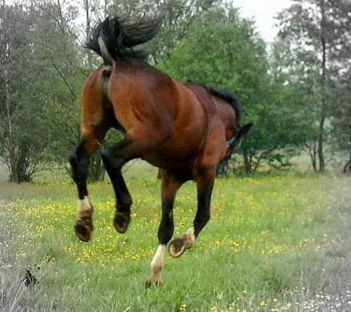 Rhythm of Zenith :)