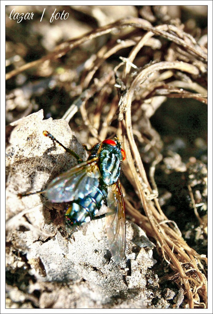 Musca Domestica