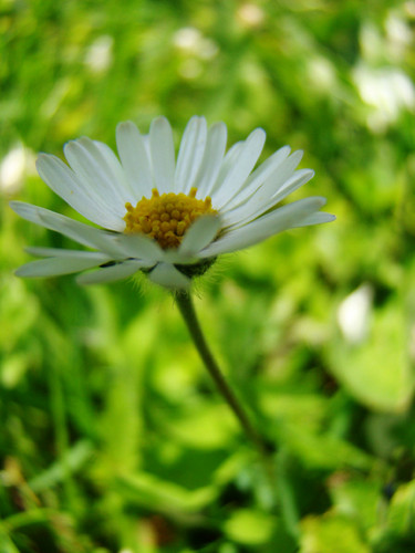 stokroteczka