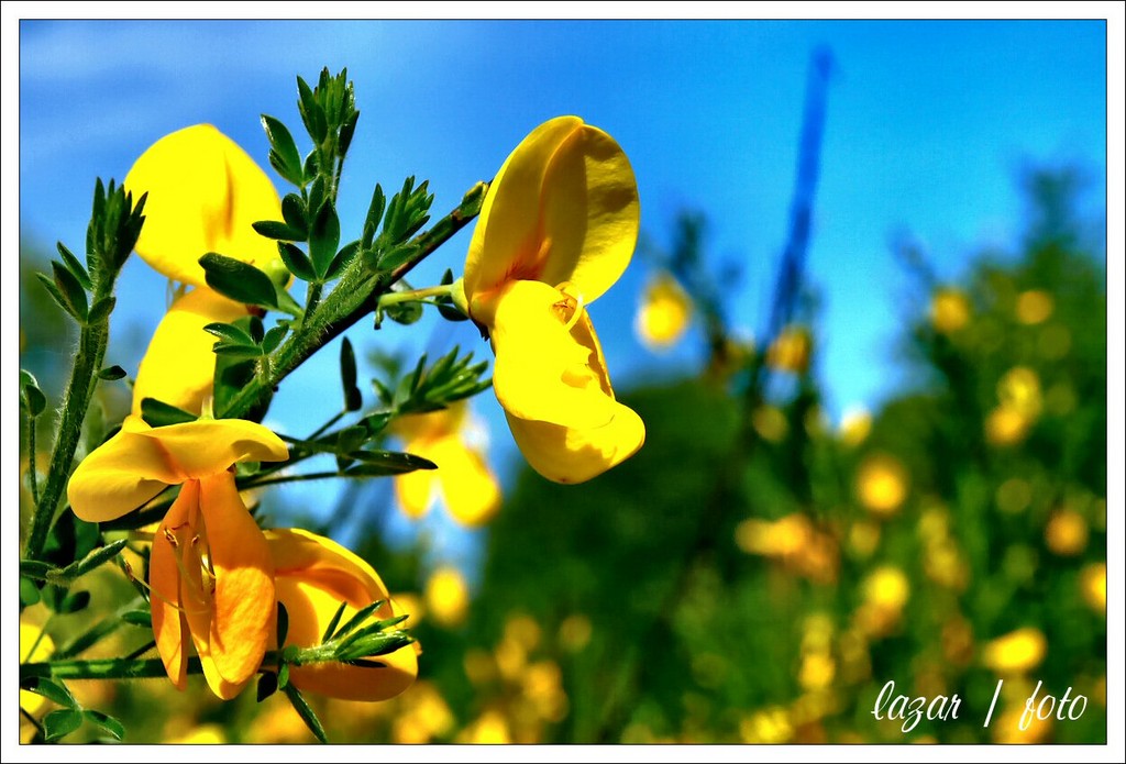 Genista Tinctoria