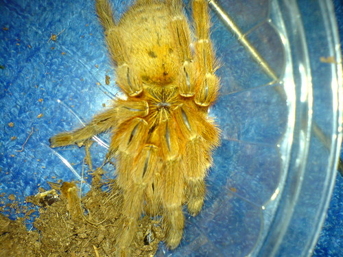 P. murinus