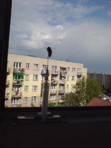 Krzy Nerona