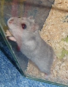 Chomik