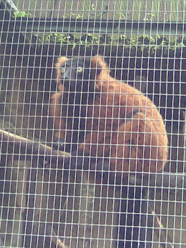 Lemur!!!