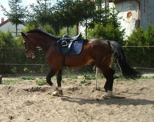 Rhythm of Zenith :)