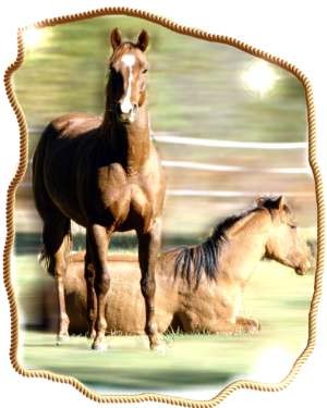 Konik
