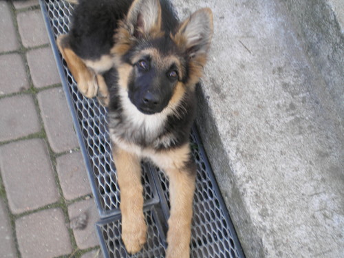 A oto piesio moj