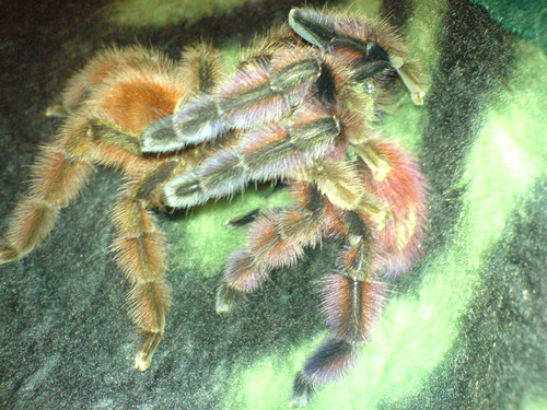 A. versicolor 
