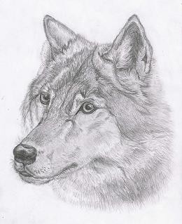 Wybaczam