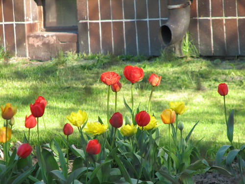 tulipanki za kratkami