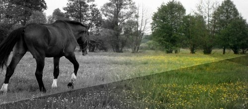 Rhythm of Zenith :)