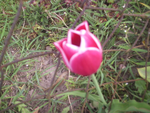Tulipan