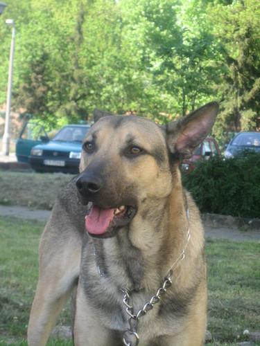 Pinokio.. :) 