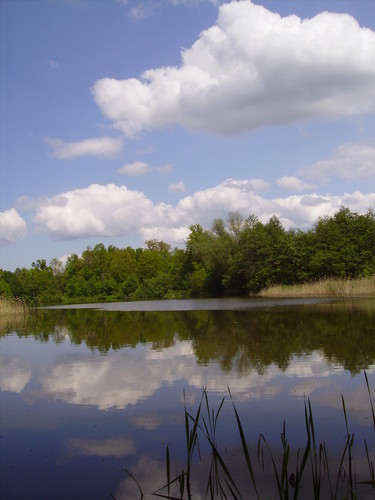 Widoczek