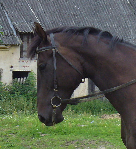 Wiosna