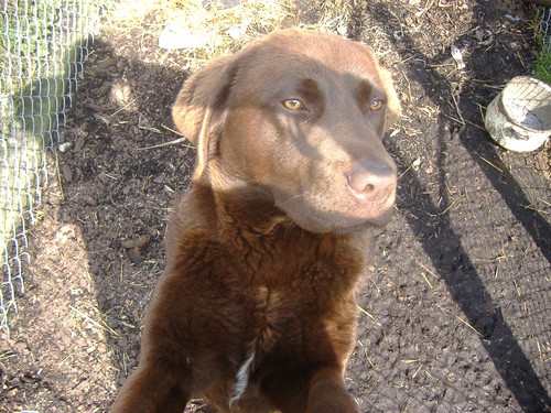 Piesek:)