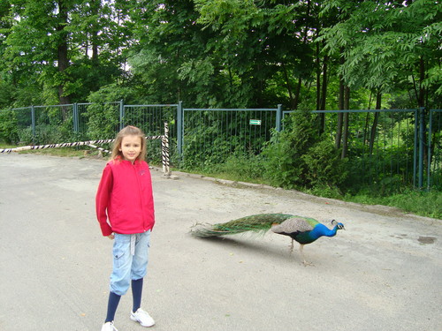 Z pawiem