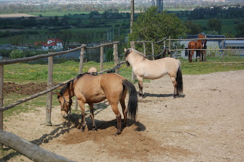 malinka i maturka