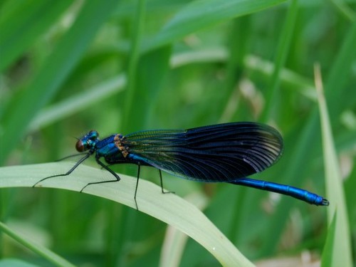 Waka