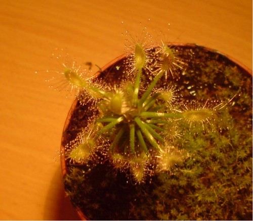 Drosera scorpioides