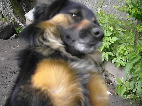 Piesio ;)