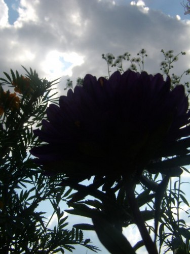 Aster 2007