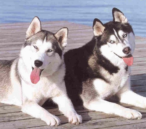 Husky 