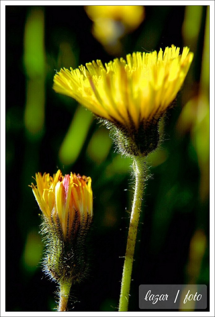 Taraxacum officinale