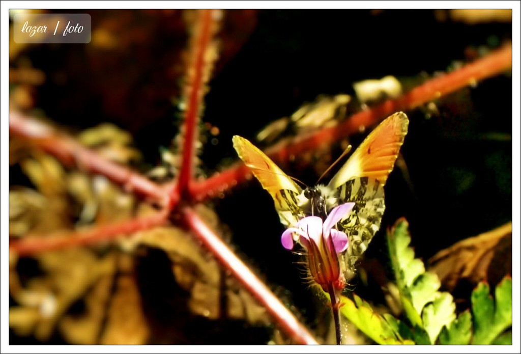 Motyl na dykcj...