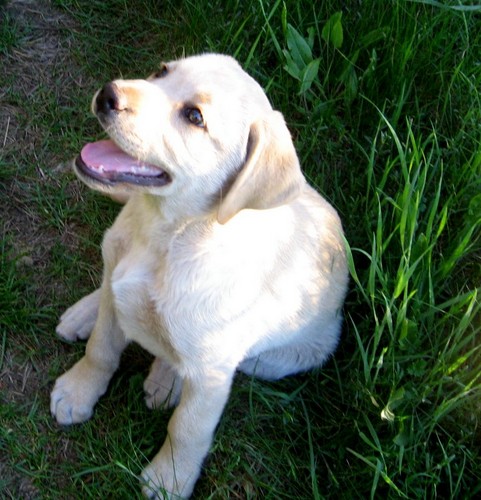 Kargo