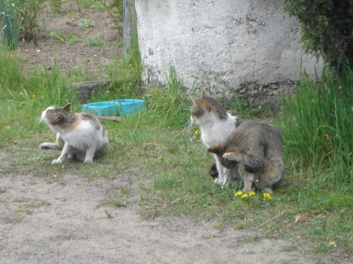 Kotki