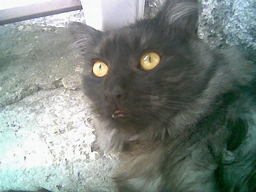 Mj kotek :]