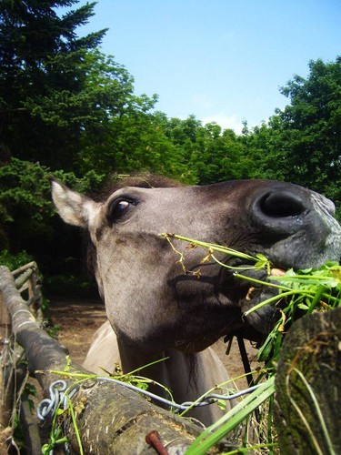 Konik