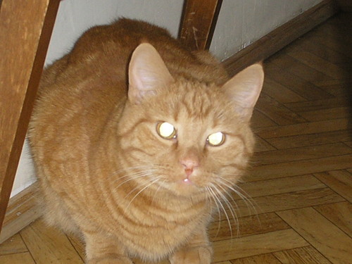 OGGY 