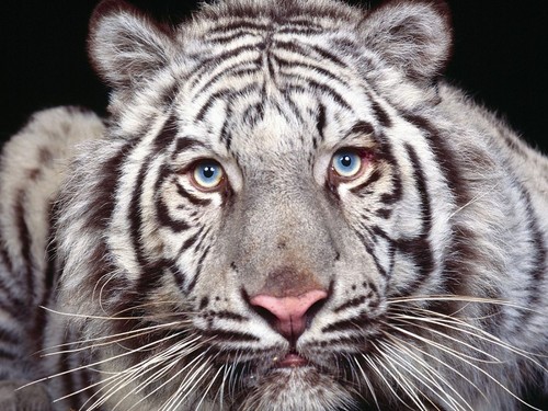 Tygrynio:)