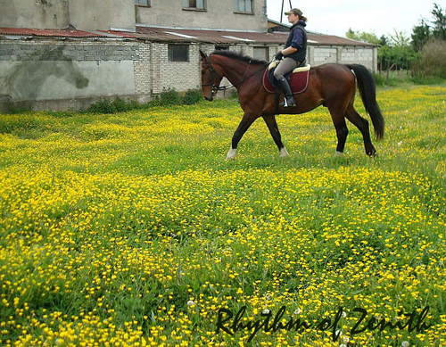 Rhythm of Zenith :)